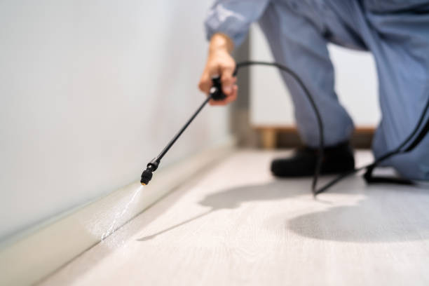 Licensed Wasp Control service in Watford City, ND - Nex Pest Control